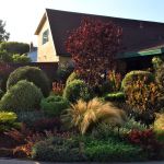 Bates front yard with water wise plants, trees, and shrubs Bates front yard with water wise plants, trees, and shrubs