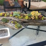 Bates succulent garden Bates succulent garden