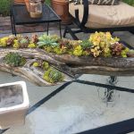 Bates succulent garden Bates succulent garden