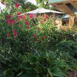 Bates vegetable garden Bates vegetable garden