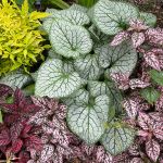 Jen & frank DeLeo 2023