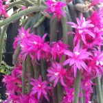 Randy & Tracy Simons 2023