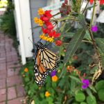 Shellie Ver Meer 2023