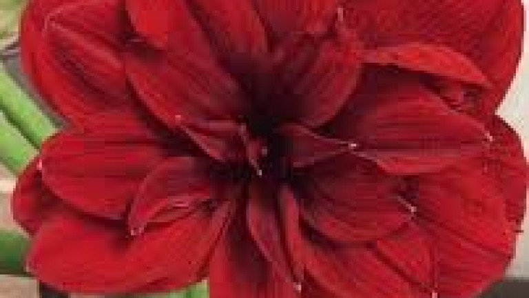 Scarlett Belle Scarlett Belle